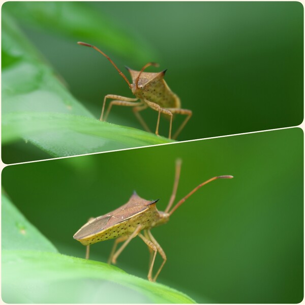 シロヘリクチブトカメムシ