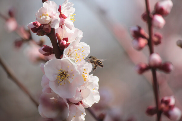 梅の花はミツバチのために