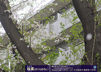 桜颪