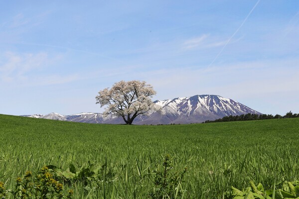 小岩井の一本桜