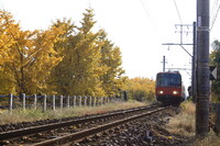 黄葉と赤い電車