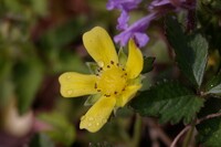 この花の名は？