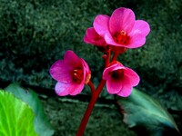 赤花ヒマラヤユキノシタ　２