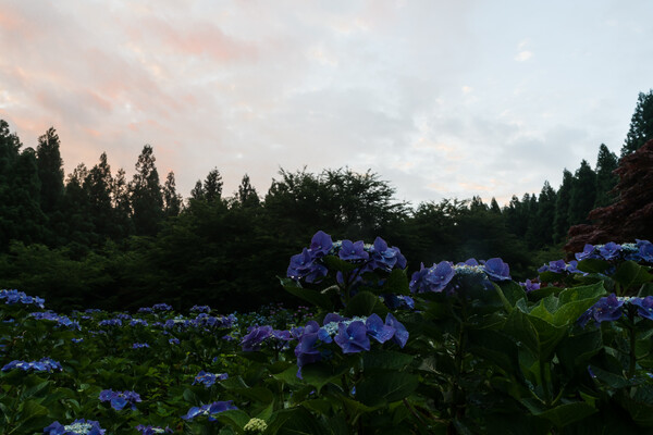 雨上がり　紫陽花園と朝焼け