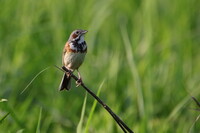 ホオアカの夏は続く