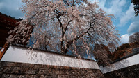 枝垂れ桜１
