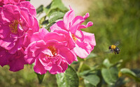 【生き物景色】薔薇とクマバチ