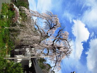 龍源院　しだれ桜20180324