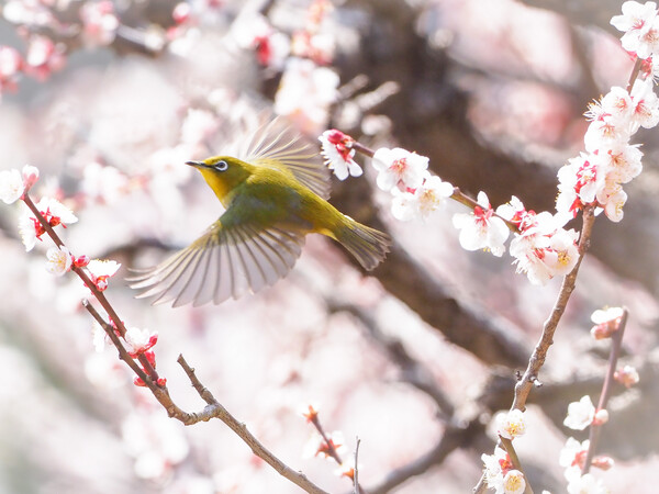 ウメジロー　飛びモノ版