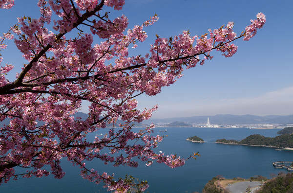島桜