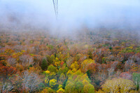 霧と黄葉