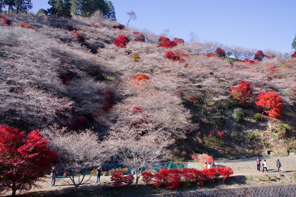 【街角（外れ）スナップ】四季桜と紅葉