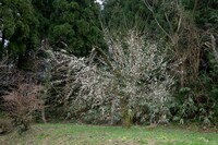 折れた白梅が開花。