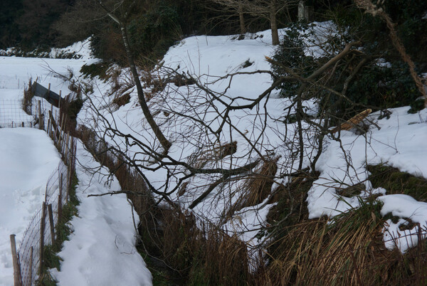 山裾の木が雪で折れて・・