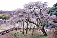 【おだやかに・・・春】奥山田のしだれ桜