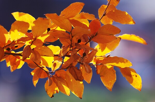 【絵のような】　秋の陽”葉輝”