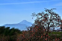 晩秋の柿と富士