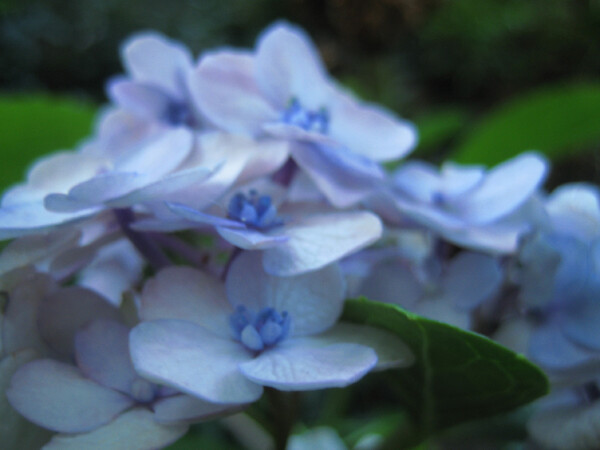八月の紫陽花