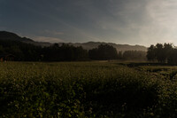 月光下のそば畑