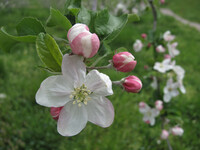 りんごの花