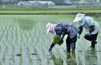 【心】田植え美人