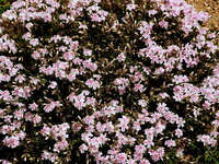 【桜花】足元で満開芝桜
