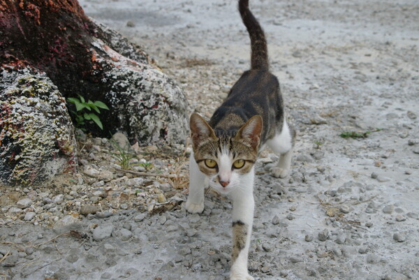 石垣島の猫