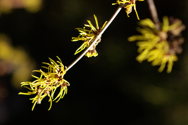 冬の線香花火