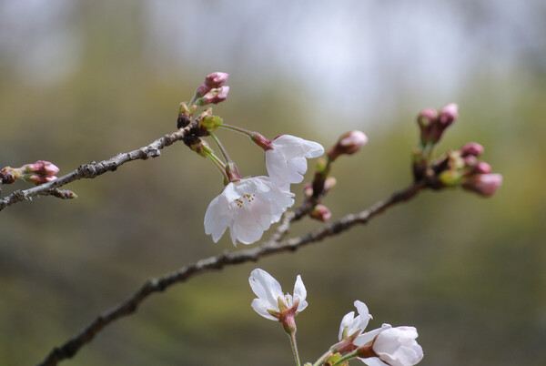 （淡彩）桜