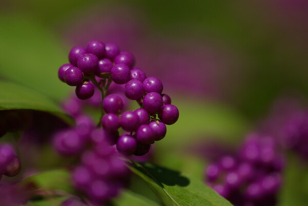 紫の珠