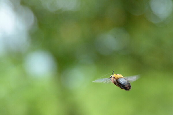 クマバチの飛ぶ空間