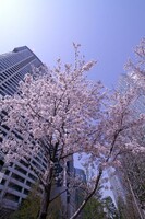 セントラルガーデンの桜