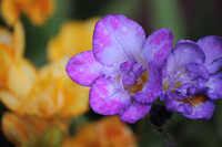 雨のフリージア「紫」