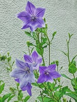 日本画のように