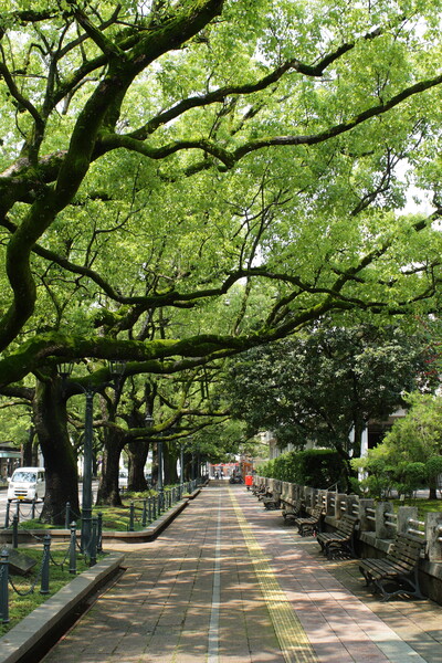 宮崎の楠並木