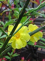 雨の日のヤマブキ