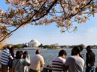 桜と観光客