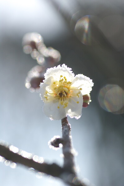 【凛】春の予感