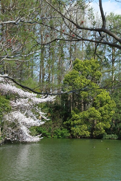 令和の桜