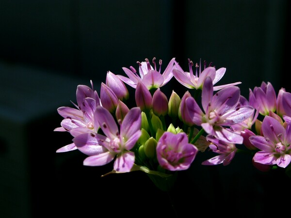 韮の花