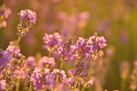 西日の当たる花畑