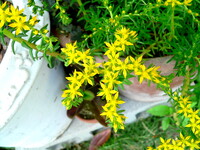 黄色な小さい花
