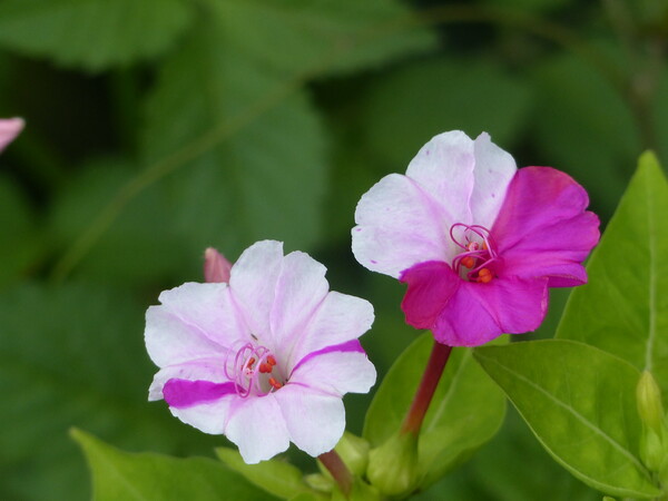     散歩中路傍で見つけた花　１
