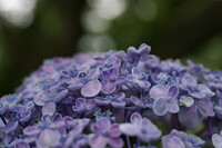 マクロな紫陽花1