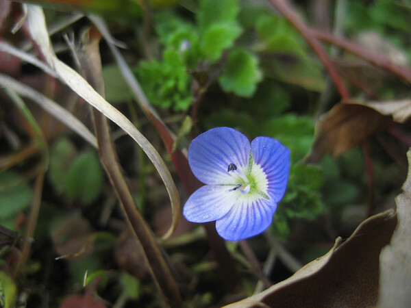 【自然】青くこんまい春の花