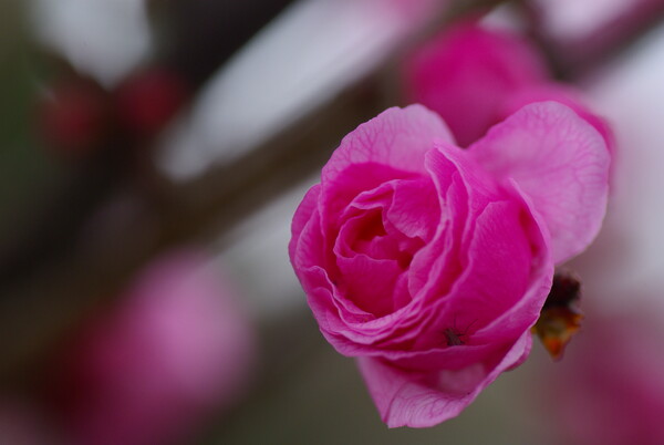 曇り日の桃の花①