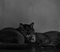 猫の情景