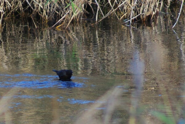 カワガラス水から石に