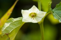 ホオズキの花が咲き始めました。