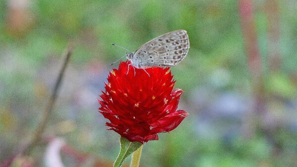 【紅】の花に留るシジミ蝶